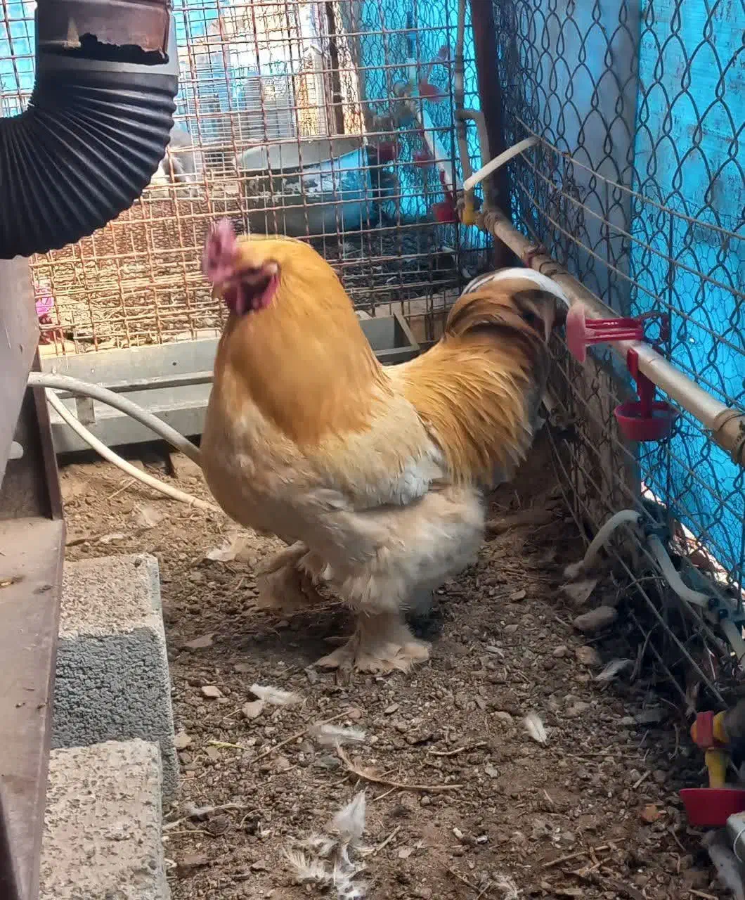 خروس امپراطور|حیوانات مزرعه|بوئین و میاندشت, |دیوار