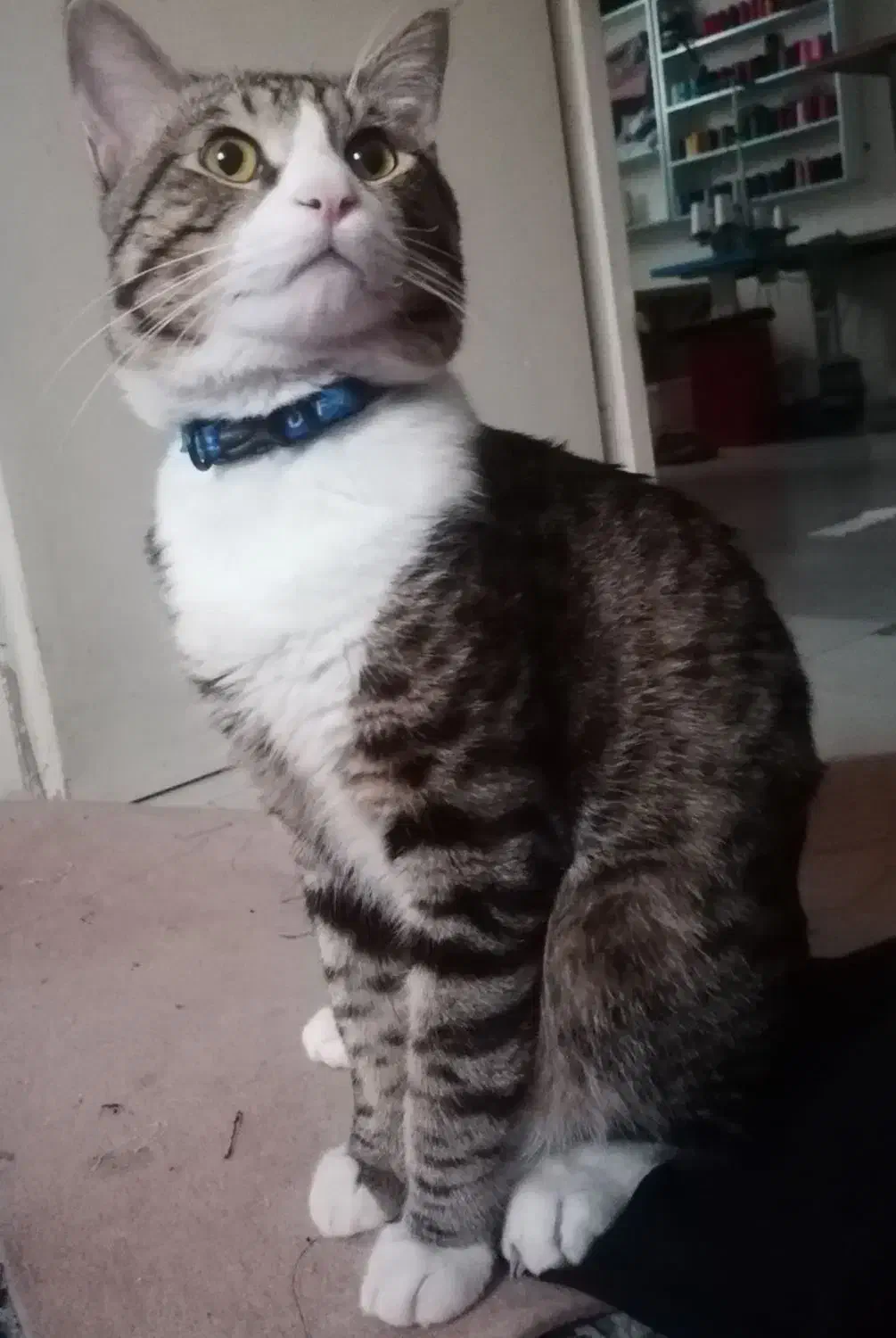 گمشده|حیوانات|گرگان, |دیوار