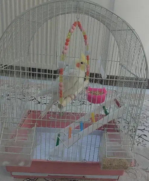 قفس عروس هلندی|لوازم جانبی حیوانات|قم, زنبیل آباد|دیوار