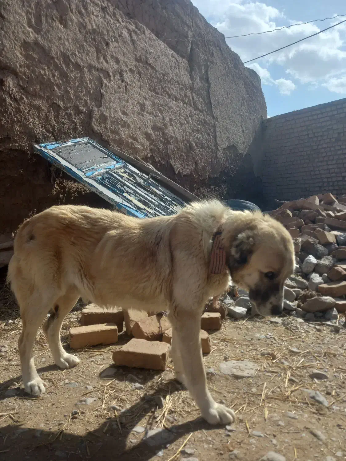 سگ سرابی|سگ|قوچان, |دیوار