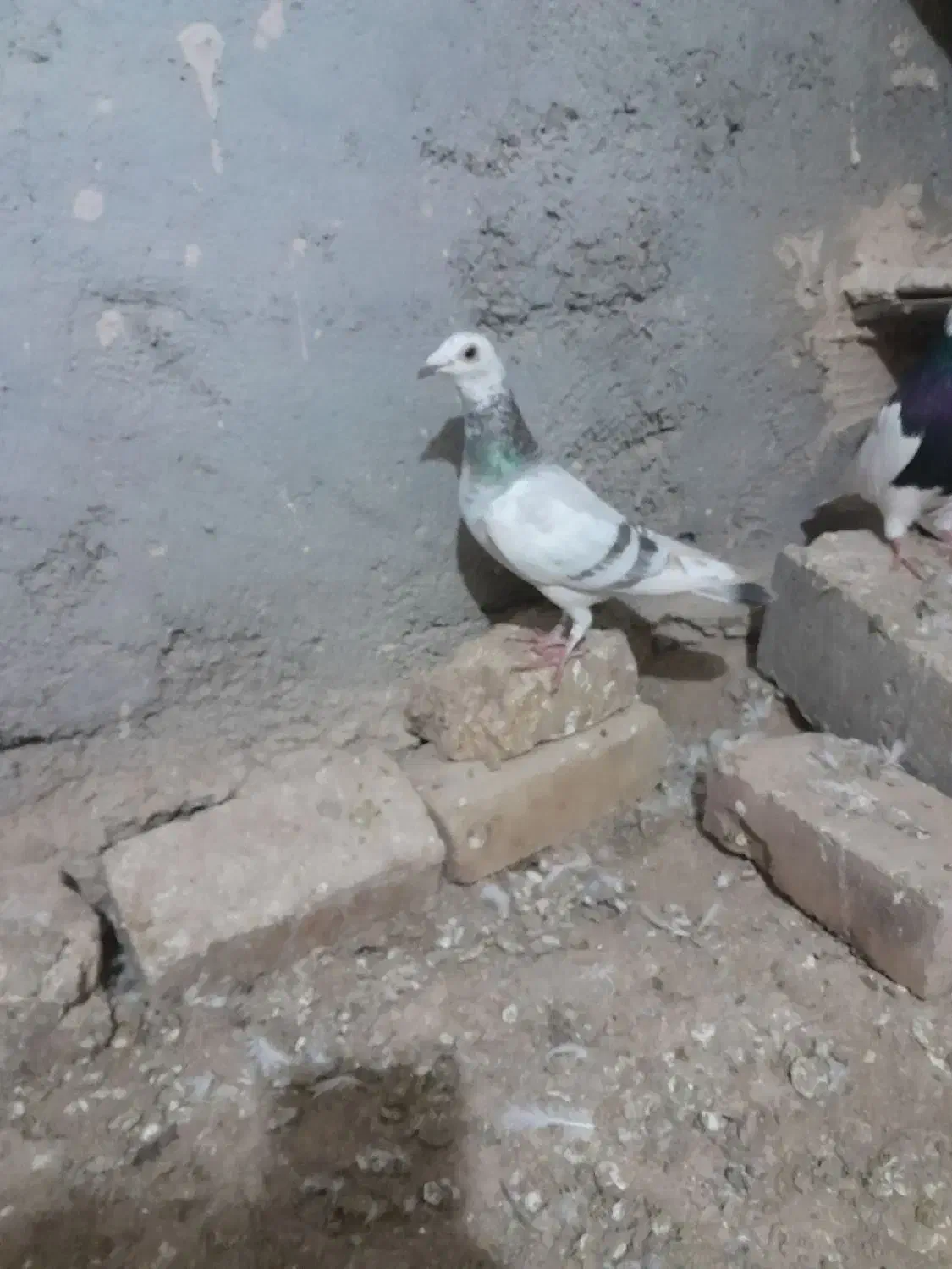 ماده هفرنگ|پرنده|بوئین زهرا, |دیوار