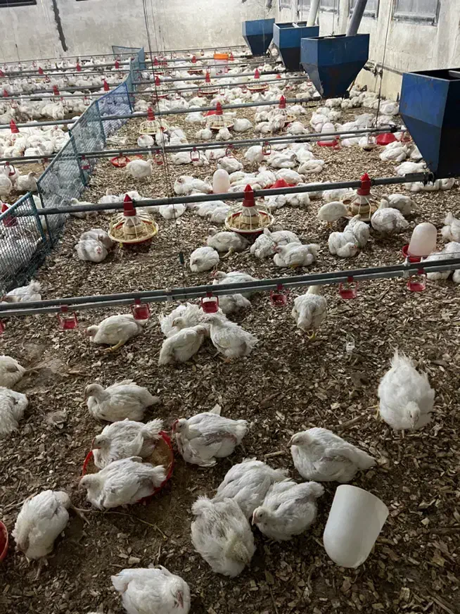 به یک نفر جهت کار در مرغداری گوشتی نیازمندیم|استخدام صنعتی، فنی، مهندسی|بوکان, |دیوار