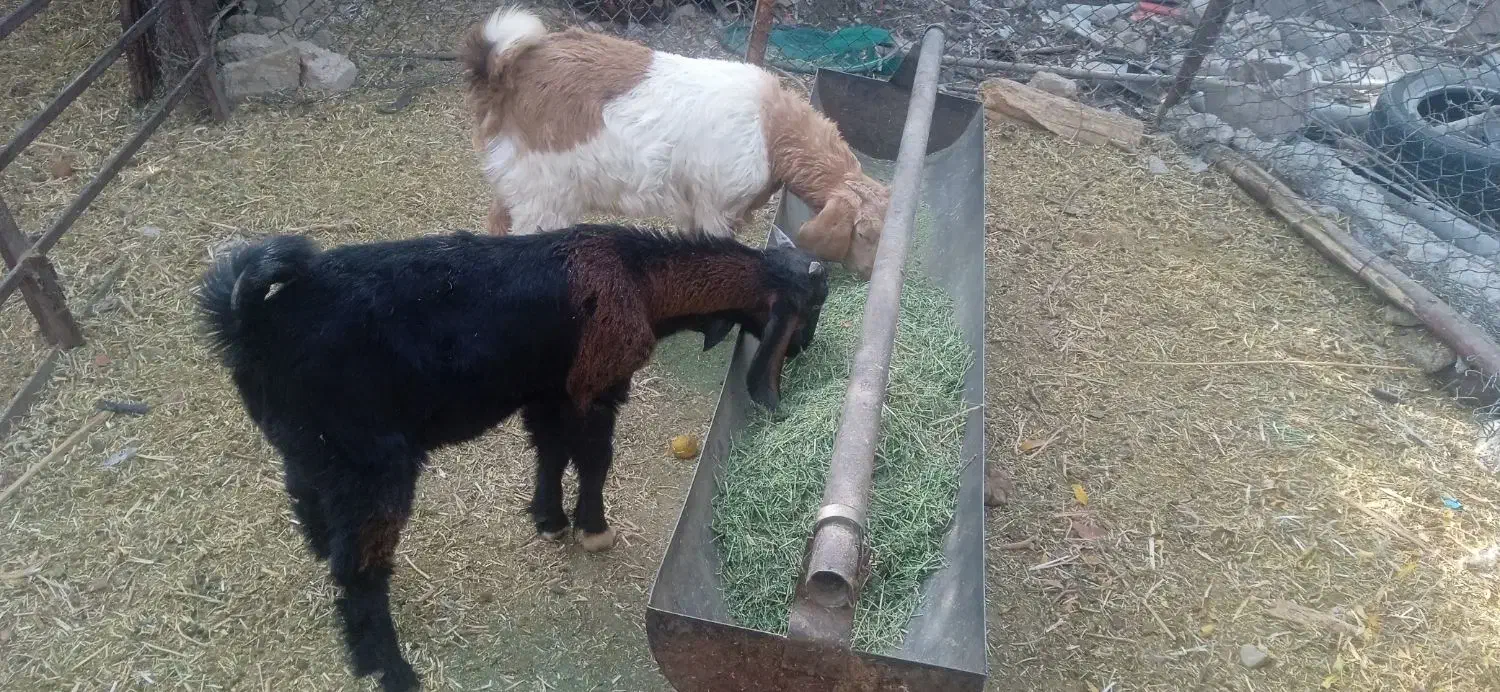 فروش دوراس کهره نر|حیوانات مزرعه|فسارود, |دیوار