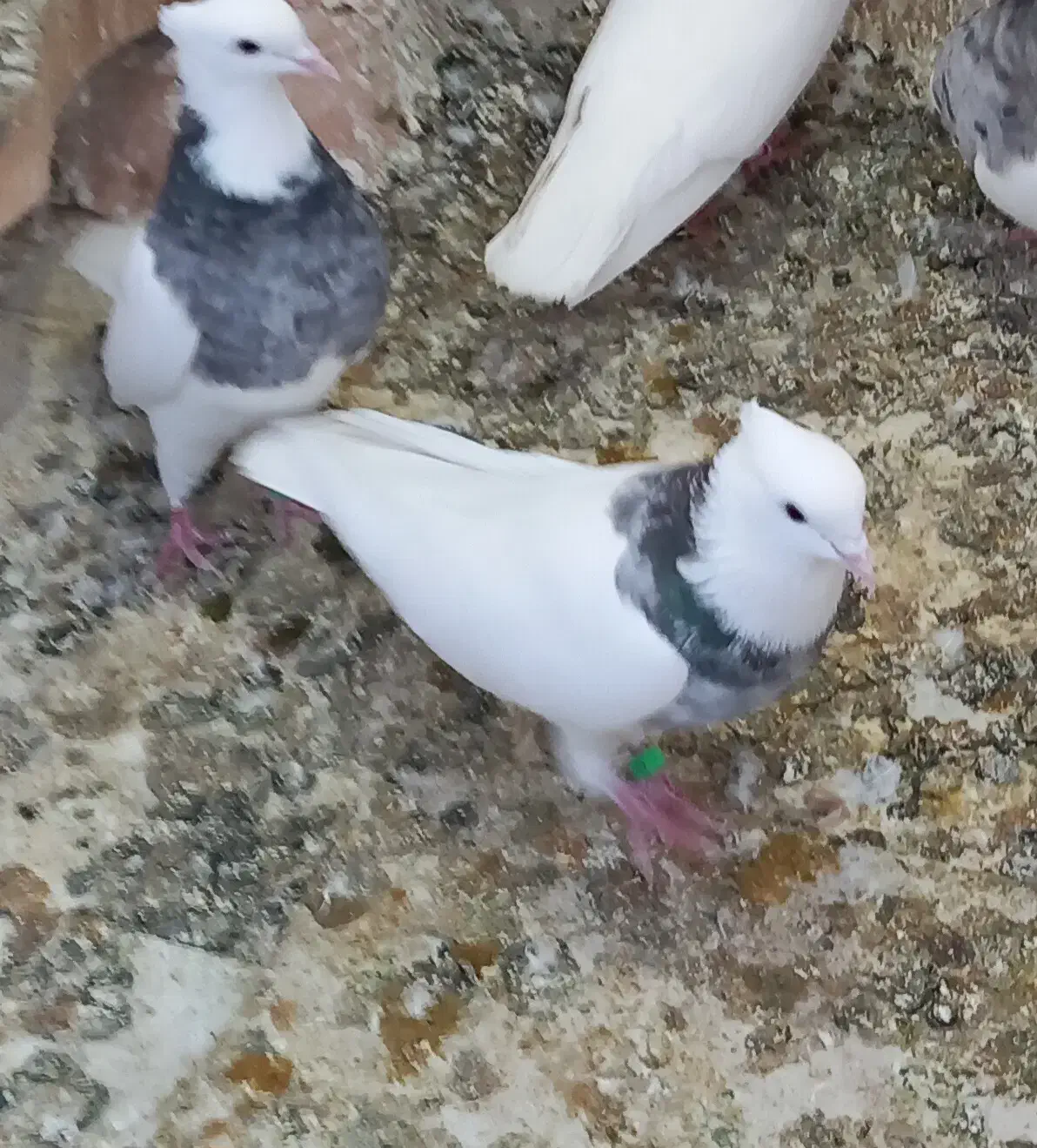 طوقی|پرنده|کنگاور, |دیوار