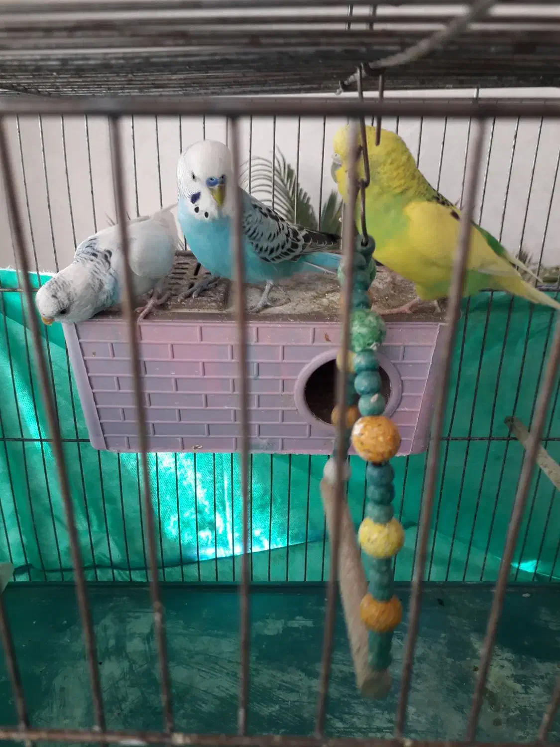 پرنده|پرنده|سنندج, |دیوار