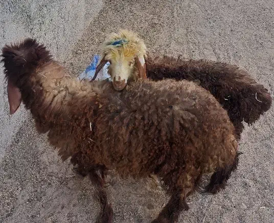 ۲عدد بره نروماده|حیوانات مزرعه|آبپخش, |دیوار