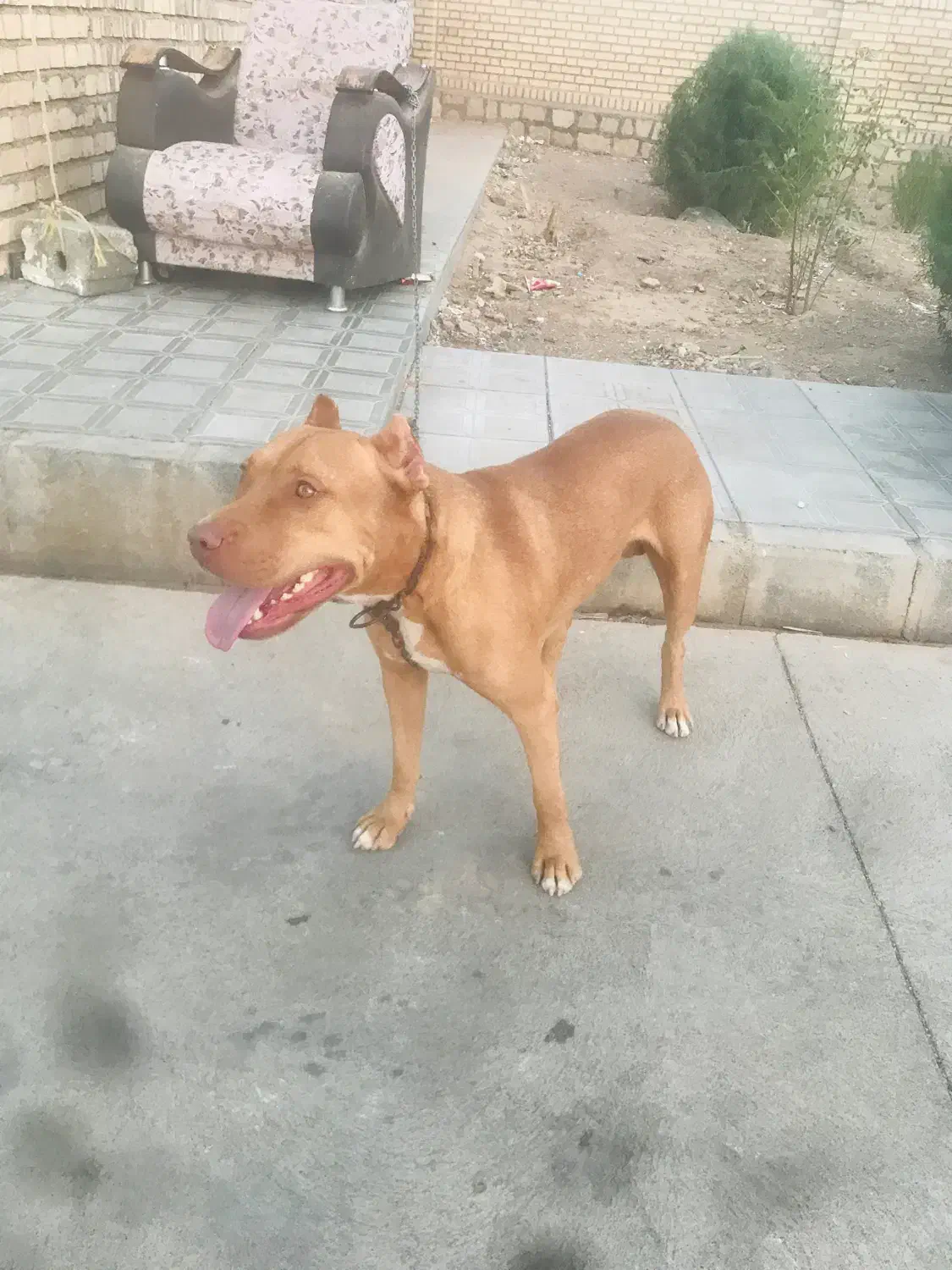 سگ پیتبول|سگ|سبزوار, قصبه غربی|دیوار