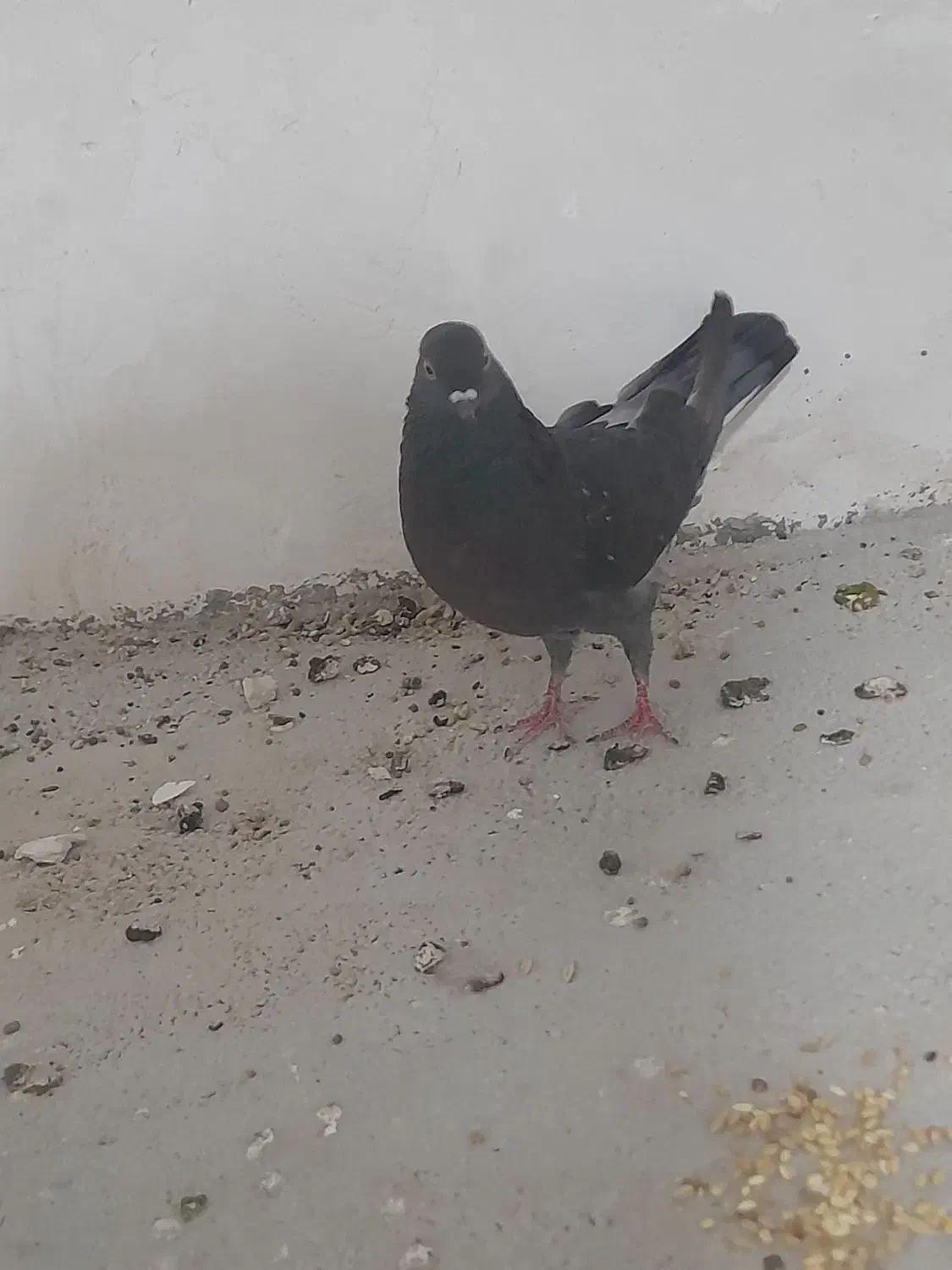 کبوتر زاغ|پرنده|سرپل ذهاب, |دیوار