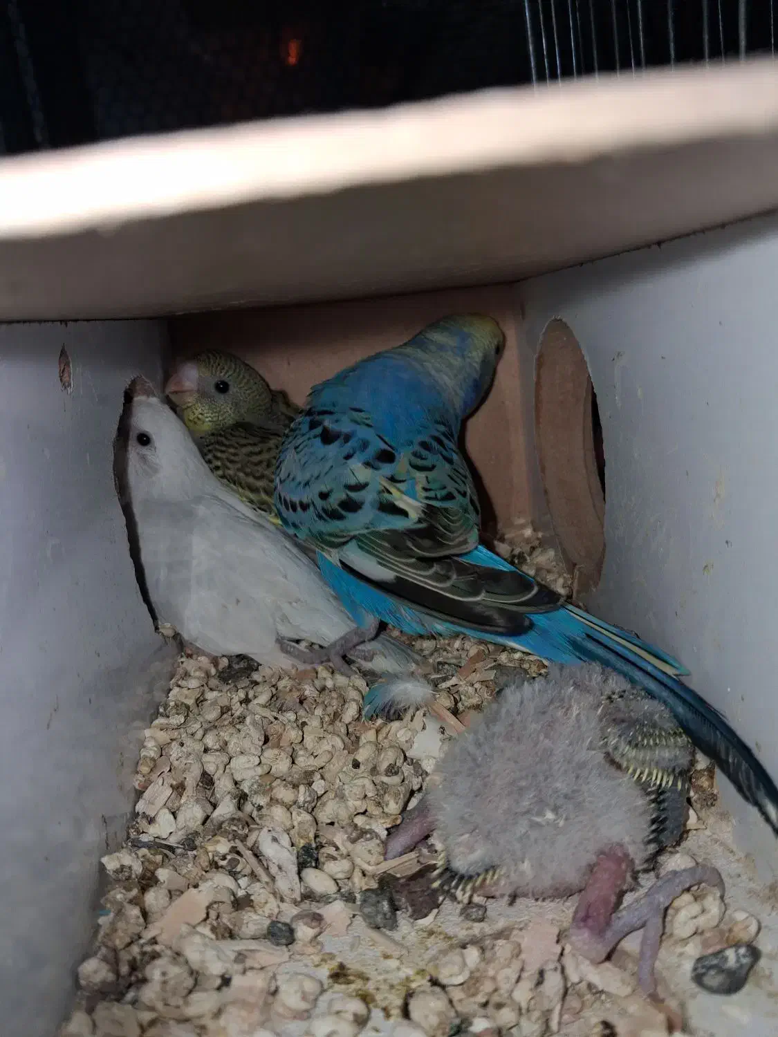 مرغ عشق روی جوجه|پرنده|سیرجان, |دیوار