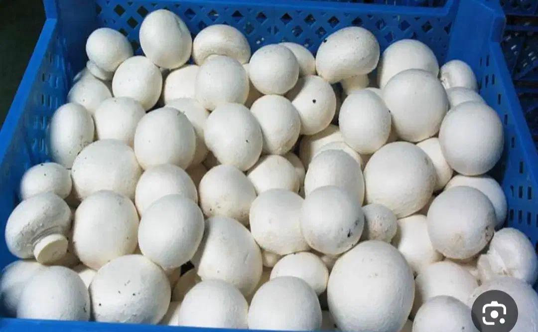 استاد کار در پرورش قارچ|استخدام صنعتی، فنی، مهندسی|کرمانشاه, |دیوار