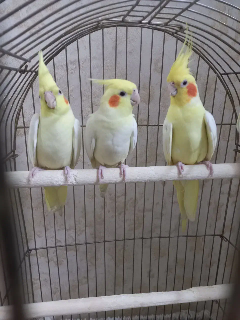 عروس هلندی دوتا نر سخنگو و۳تا جوجهاش شهرری|پرنده|ری, حمزهآباد|دیوار