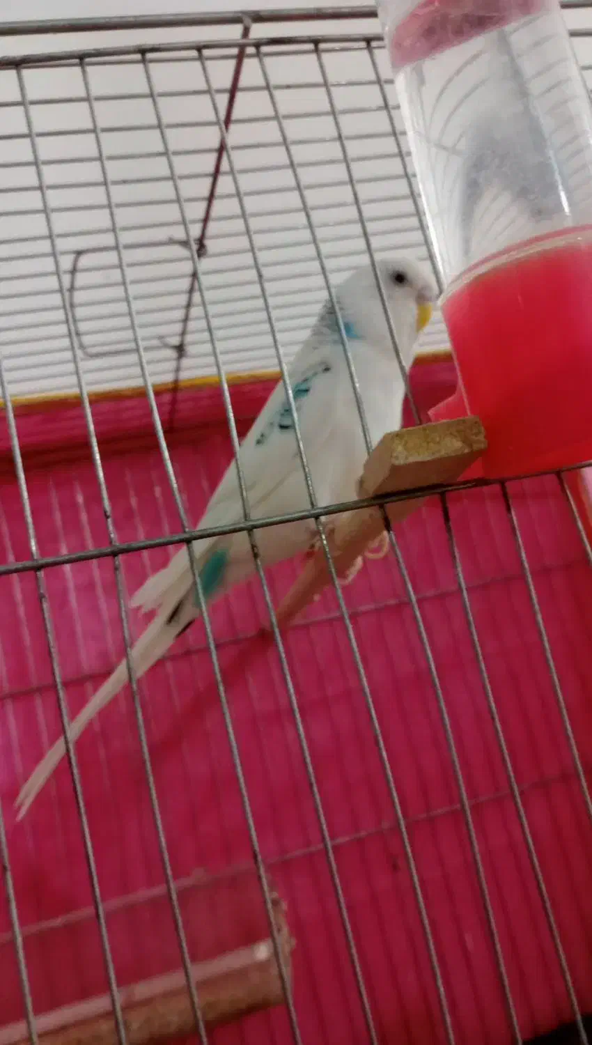 مرغ عشق نر|پرنده|کرمان, |دیوار