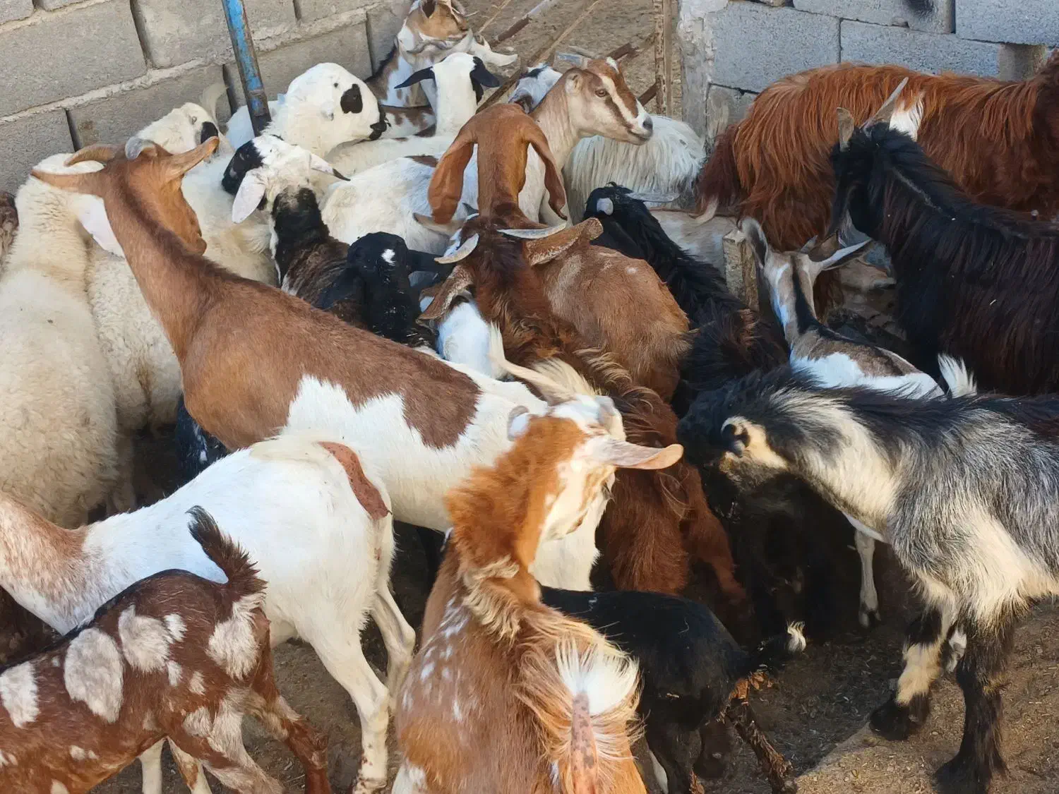 کهره گیسه بز خود بندرعباس با قصابی رایگان|حیوانات مزرعه|بندرعباس, |دیوار