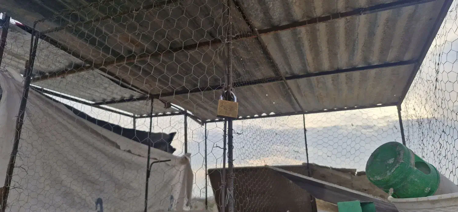 گنجه مرغ و کبوتر|لوازم جانبی حیوانات|شیراز, شیخ علی چوپان|دیوار