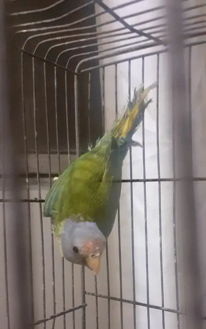 کوتوله اوپال و کله آلویی|پرنده|قم, پامنار|دیوار