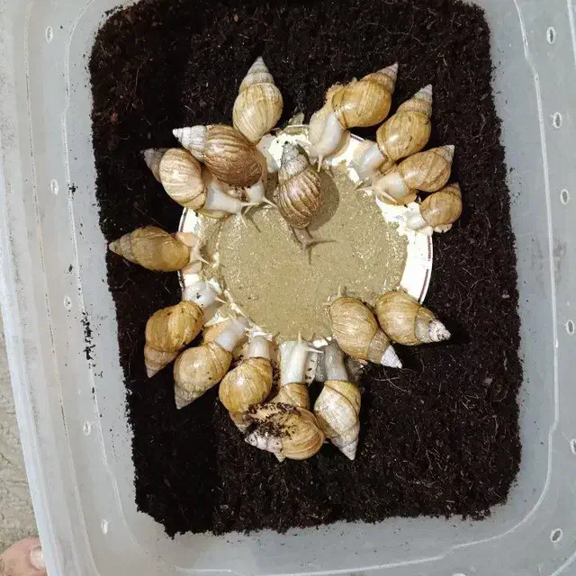 فروش تعداد زیادی حلزون طبی|خزنده|اردبیل, |دیوار