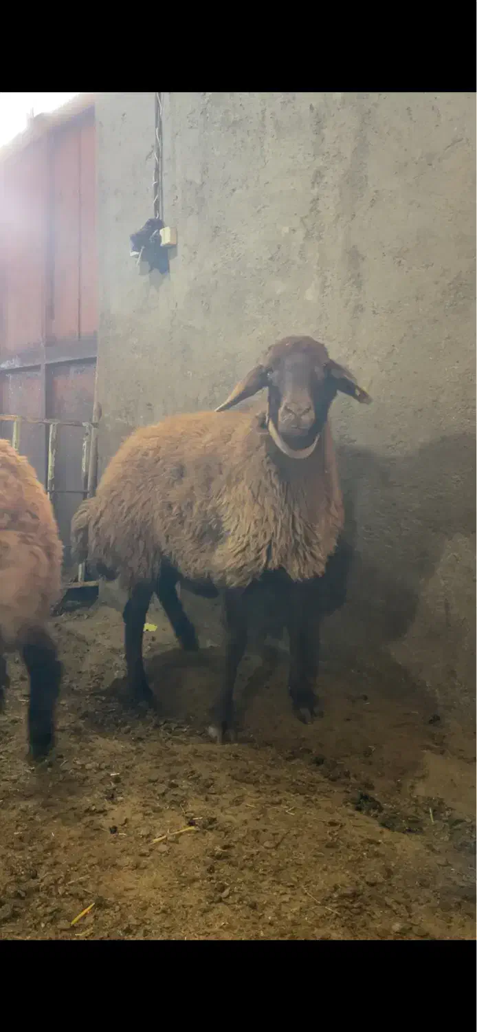 میش هترو همراه بره همو|حیوانات مزرعه|سراب, |دیوار