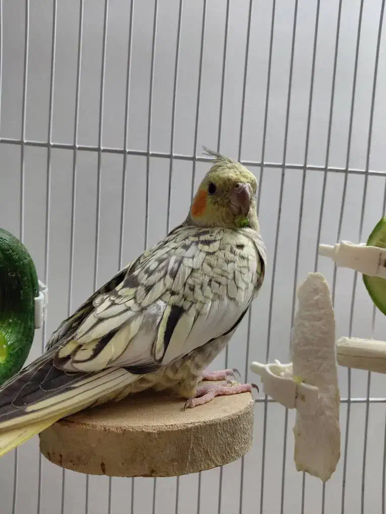 عروس هلندی نر ۴ ماهه|پرنده|قرچک, شهرک طلائیه|دیوار