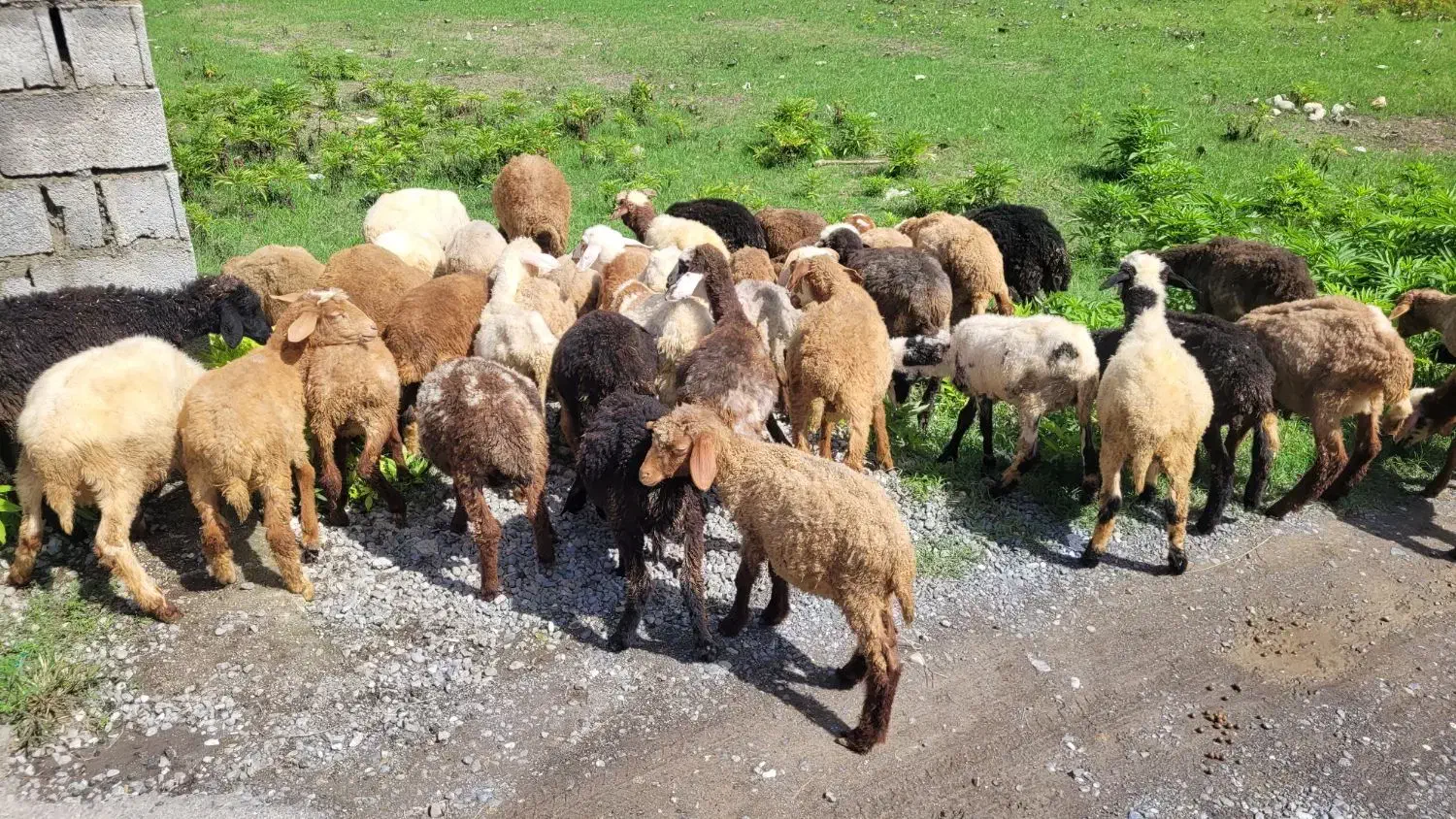 فروش بره ریز پرواری ۲۰ کیلو|حیوانات مزرعه|چمستان, |دیوار