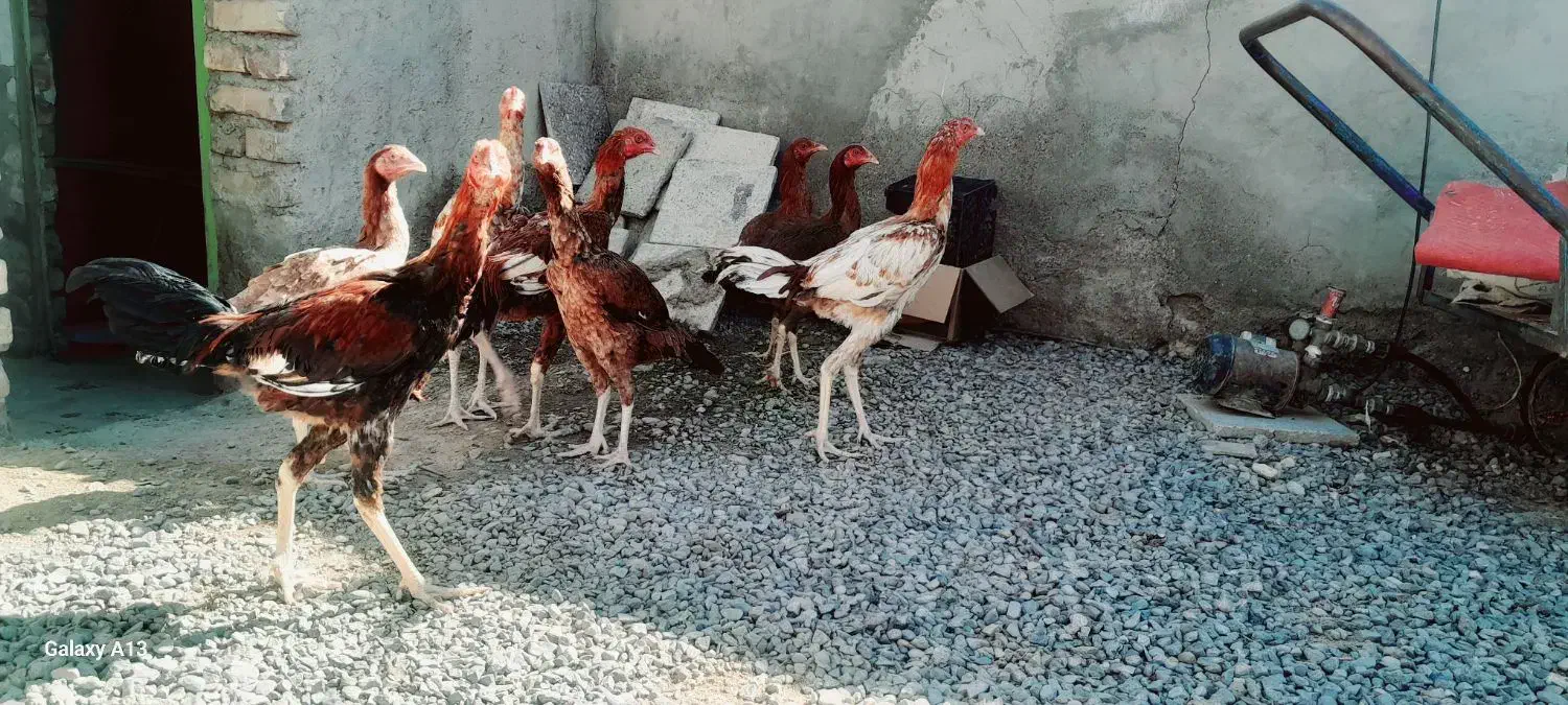 مرغ خروس|حیوانات مزرعه|کرباسک, |دیوار