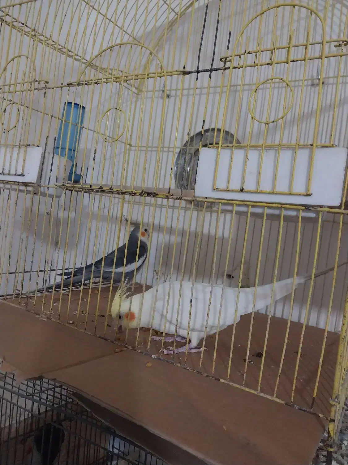 عروسی هلندی  با آلبینو سفید|پرنده|رشت, جماران|دیوار