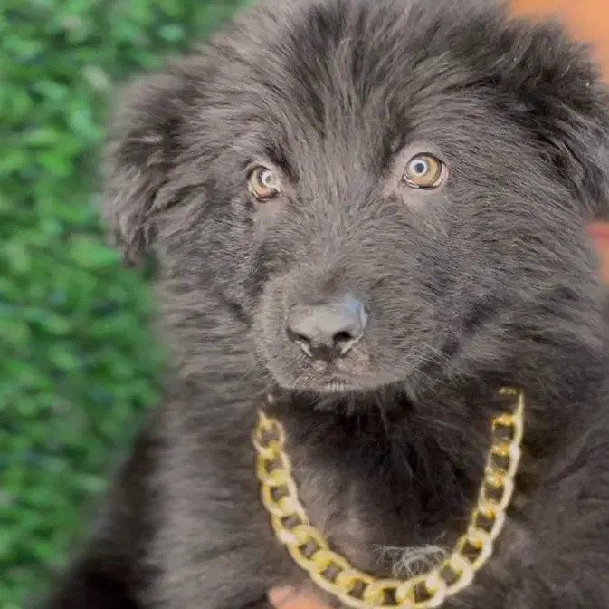 توله سگ ژرمن|سگ|تهران, شهر زیبا|دیوار