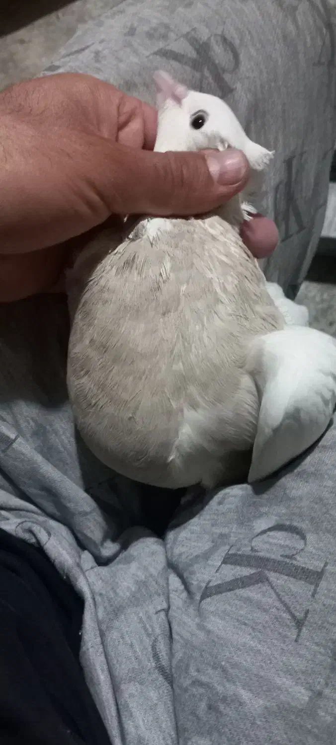 جفت طوق خفت|پرنده|ایلام, |دیوار