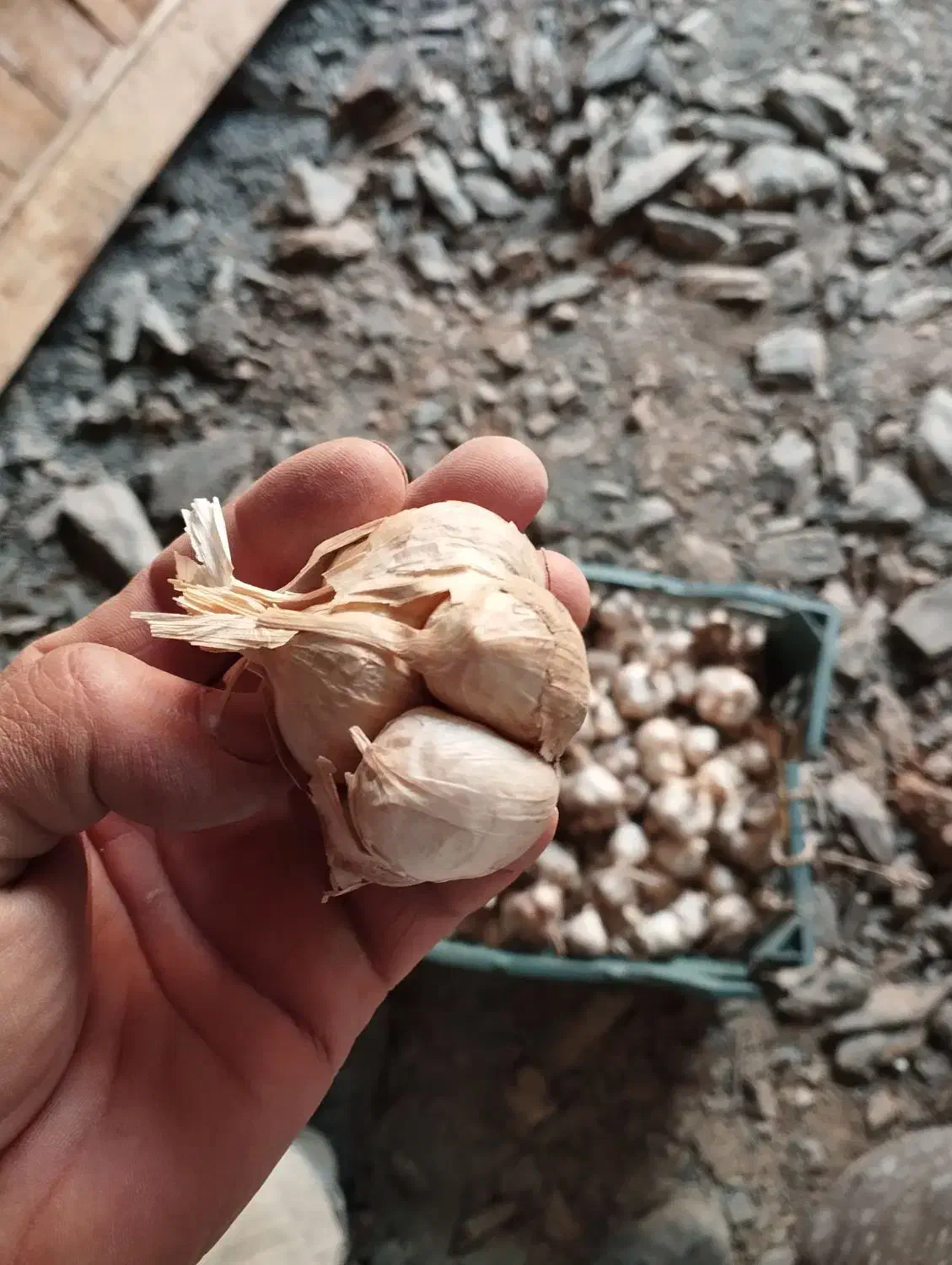 سیر کاملا اورگانیک|خوردنی و آشامیدنی|کلاترزان, |دیوار