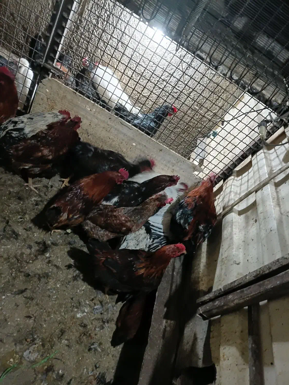 خروس محلی|پرنده|هشتگرد, شهرک وحدت|دیوار