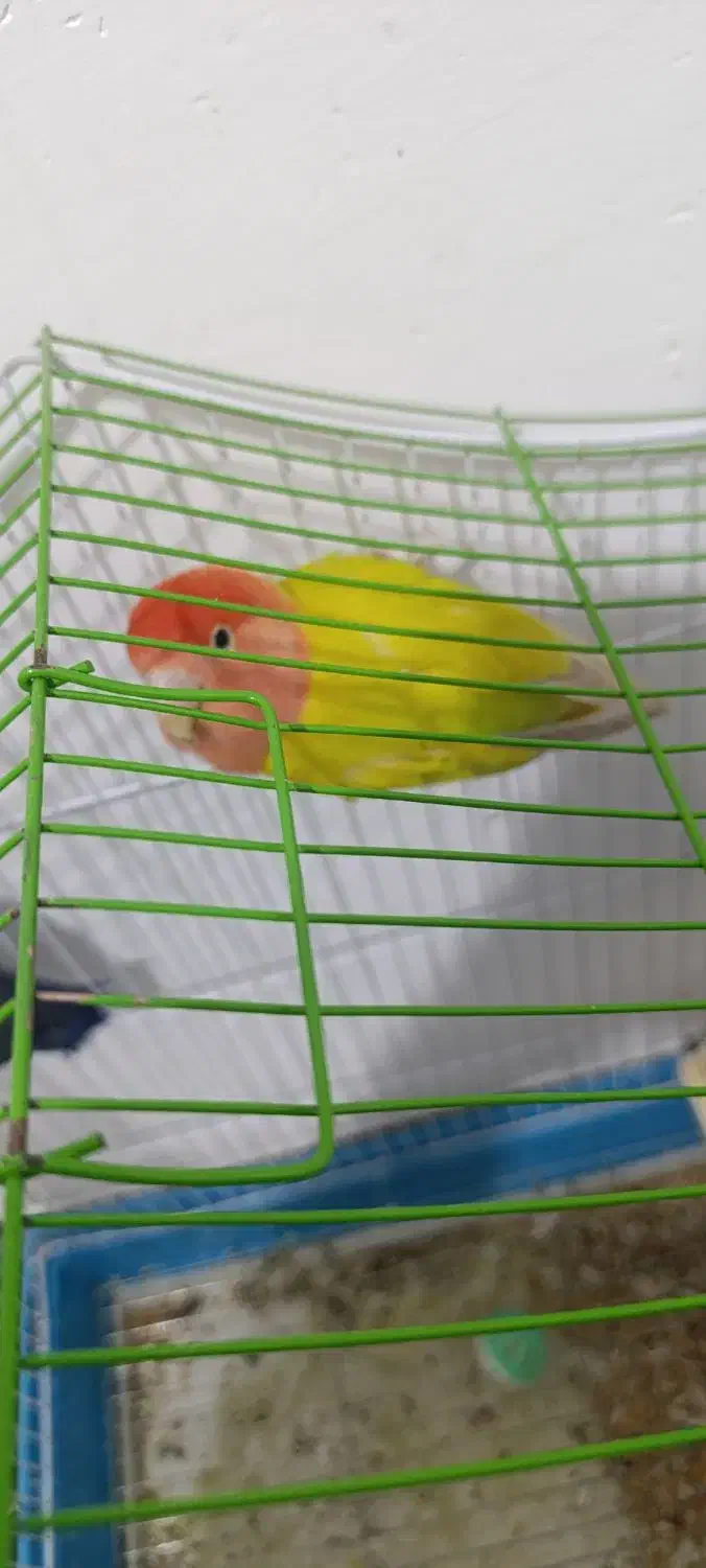 کوتوله برزیلی|پرنده|شیراز, شهرک مطهری|دیوار