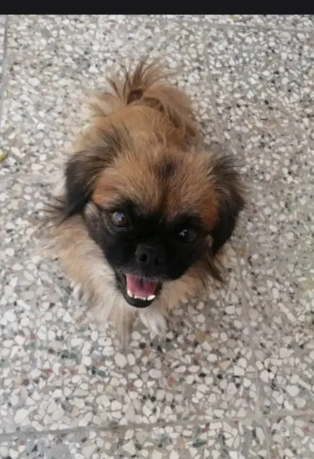 سگ پیکنیز|سگ|شیراز, طلاب|دیوار