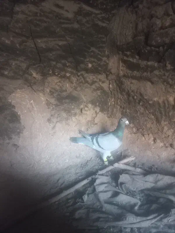 سبز نر قلدر|پرنده|رشتخوار, |دیوار