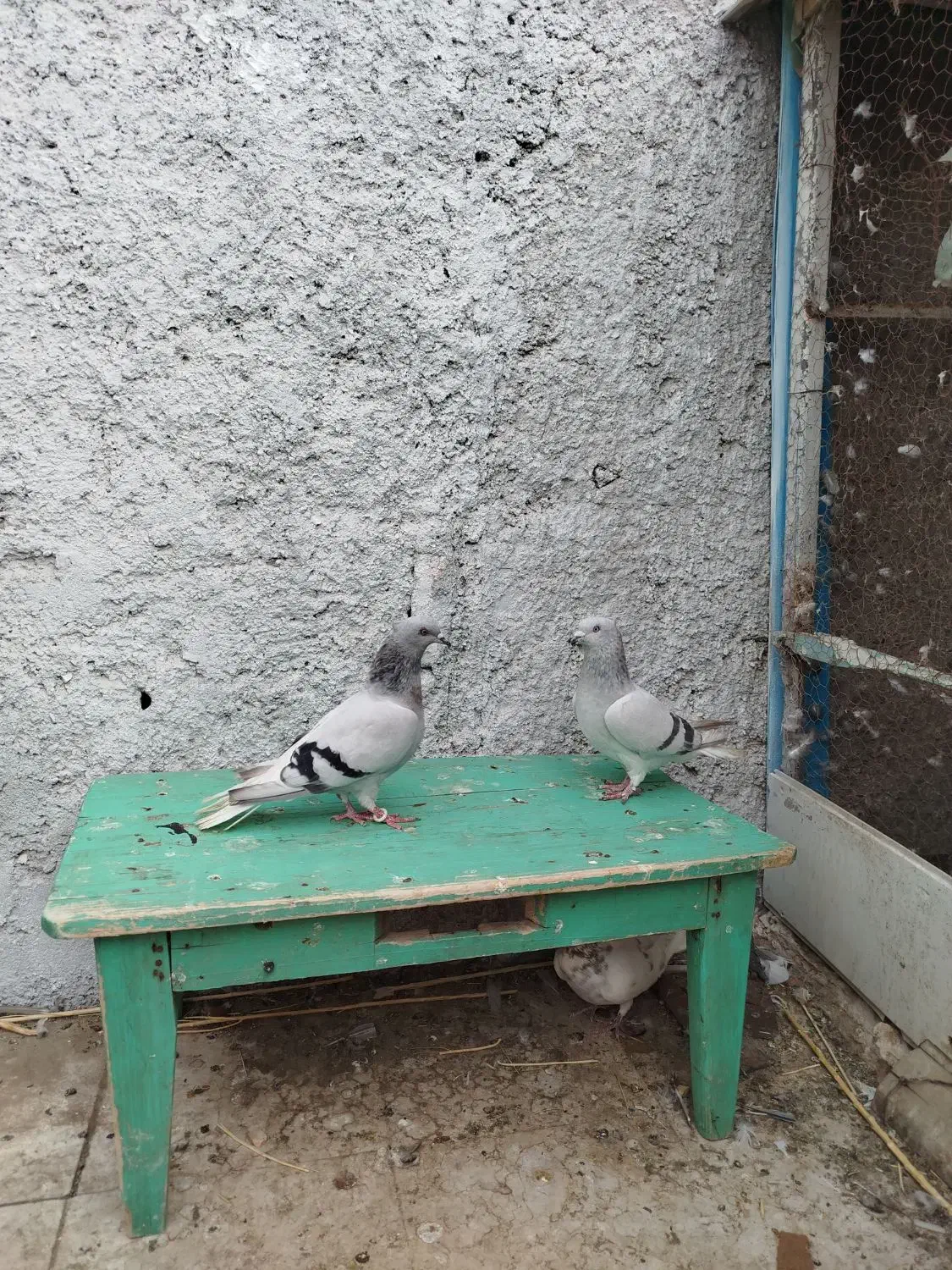 کفتر یا کبوتر|پرنده|تربتحیدریه, ۴۵ متری|دیوار