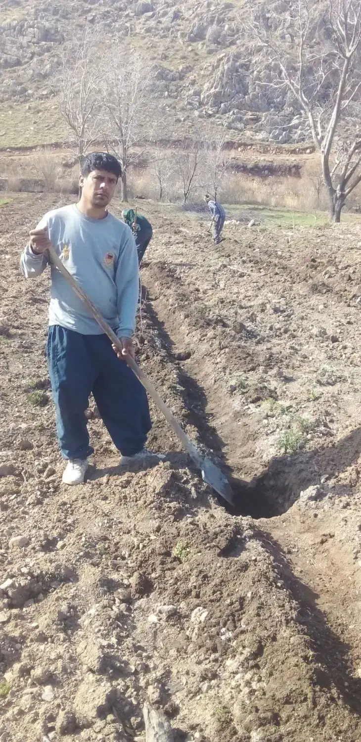 باغبانی حرس واسپار وسم پاشی|خدمات باغبانی و درختکاری|کنگاور, |دیوار