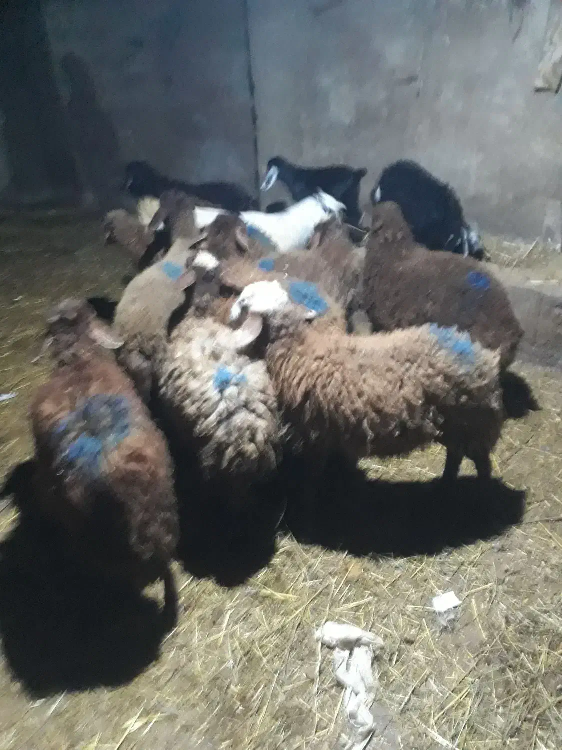 بره|حیوانات مزرعه|هیر, |دیوار