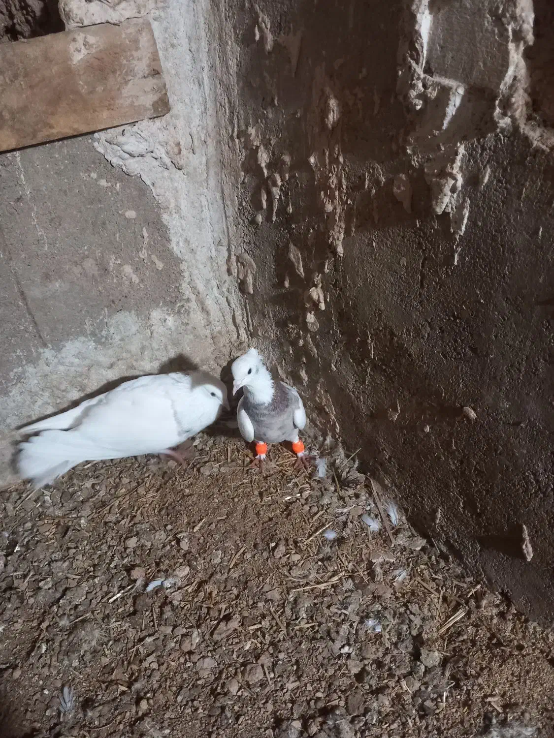 طوقی|پرنده|سرولایت, |دیوار