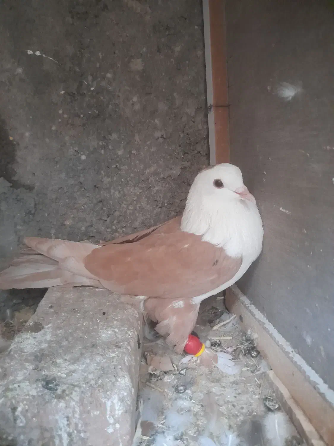 کلاغ زردوساده سیا نر|پرنده|کاشمر, |دیوار