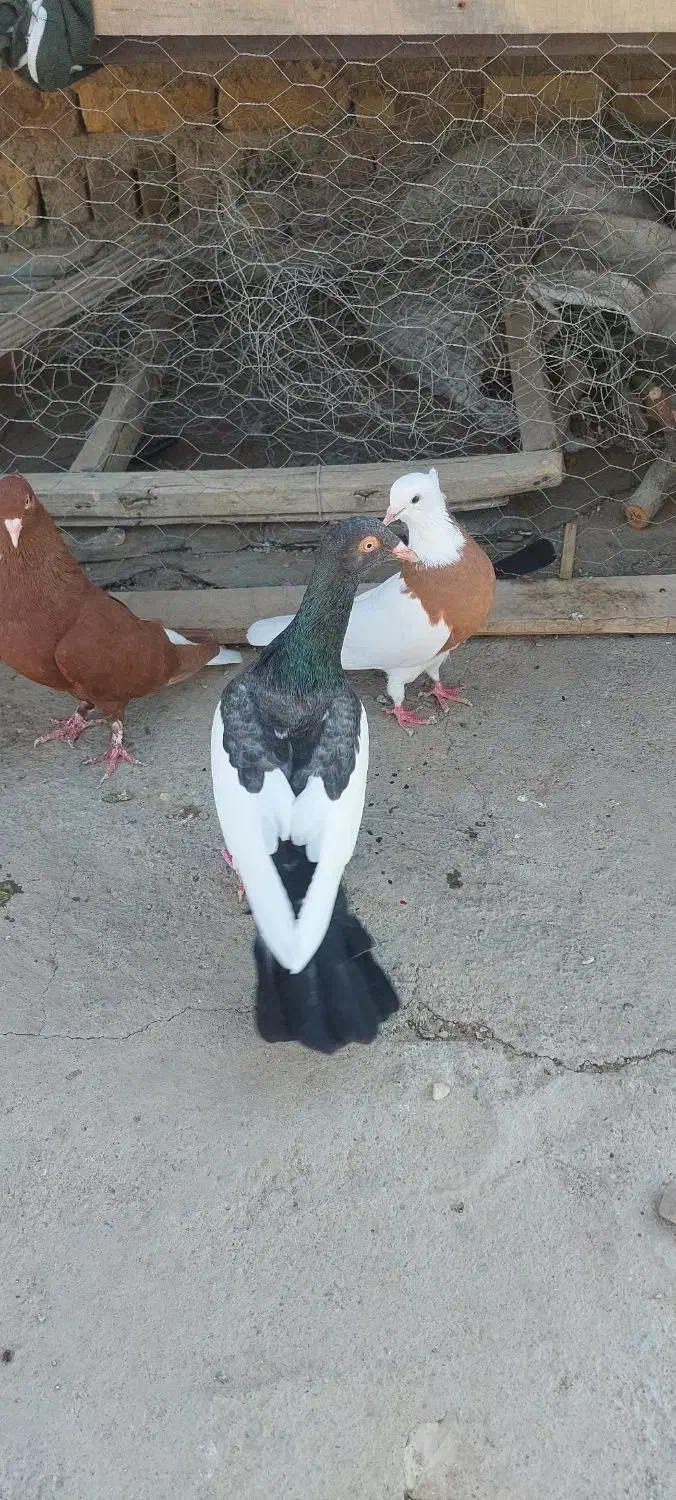 کفتر ماده|پرنده|تاکستان, |دیوار