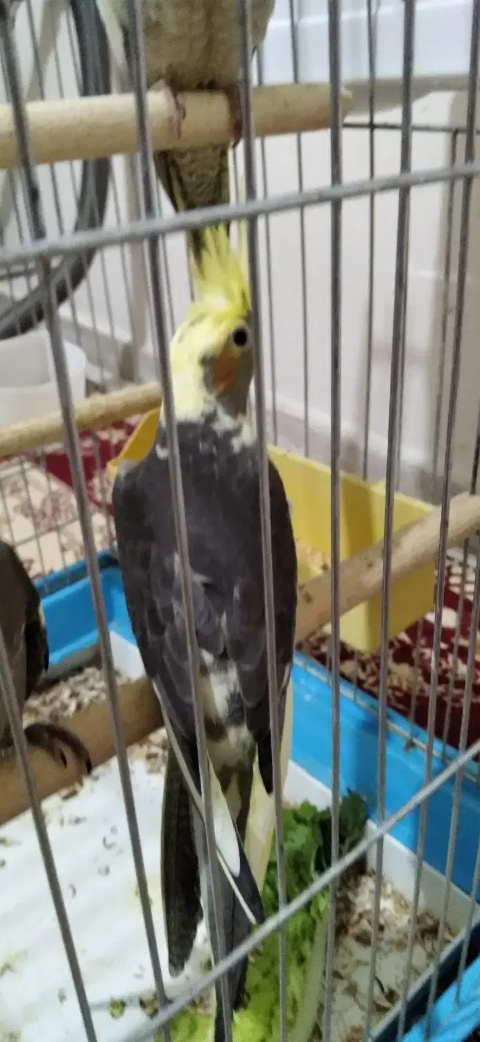 جوجه عروس هلندی|پرنده|محمدشهر, شهرک پیام (مهرالبرز)|دیوار