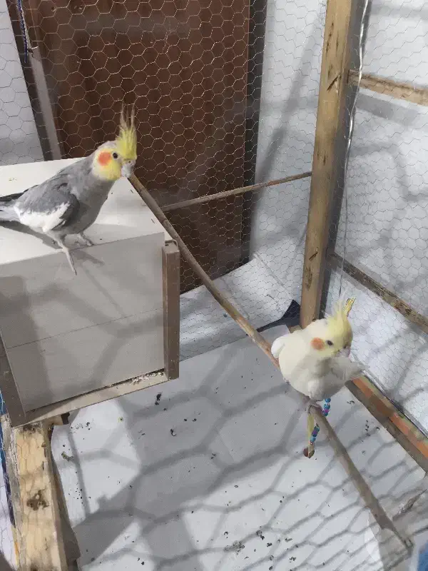 جفت عروس هلندی لوتینو تخم گذار|پرنده|کرمان, |دیوار