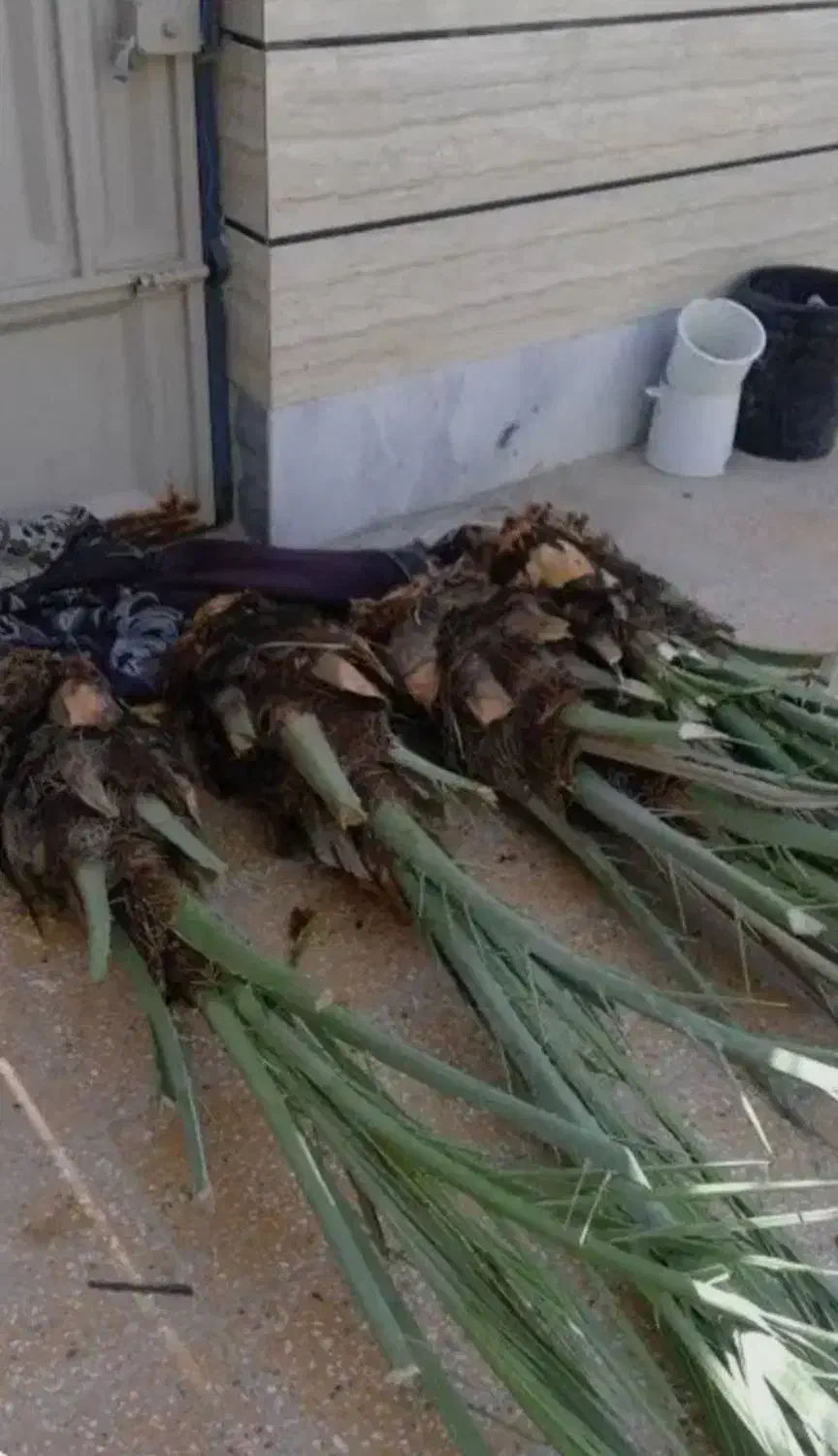 نخل بریم برحی|گل و گیاه طبیعی|اهواز, پادادشهر|دیوار