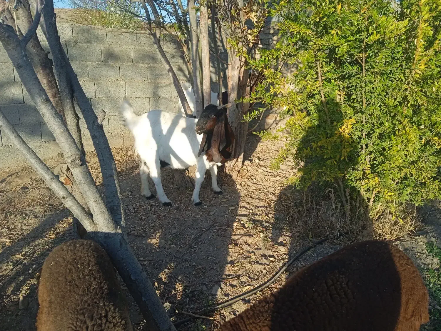 بزپاکستانی|حیوانات مزرعه|رضویه, |دیوار