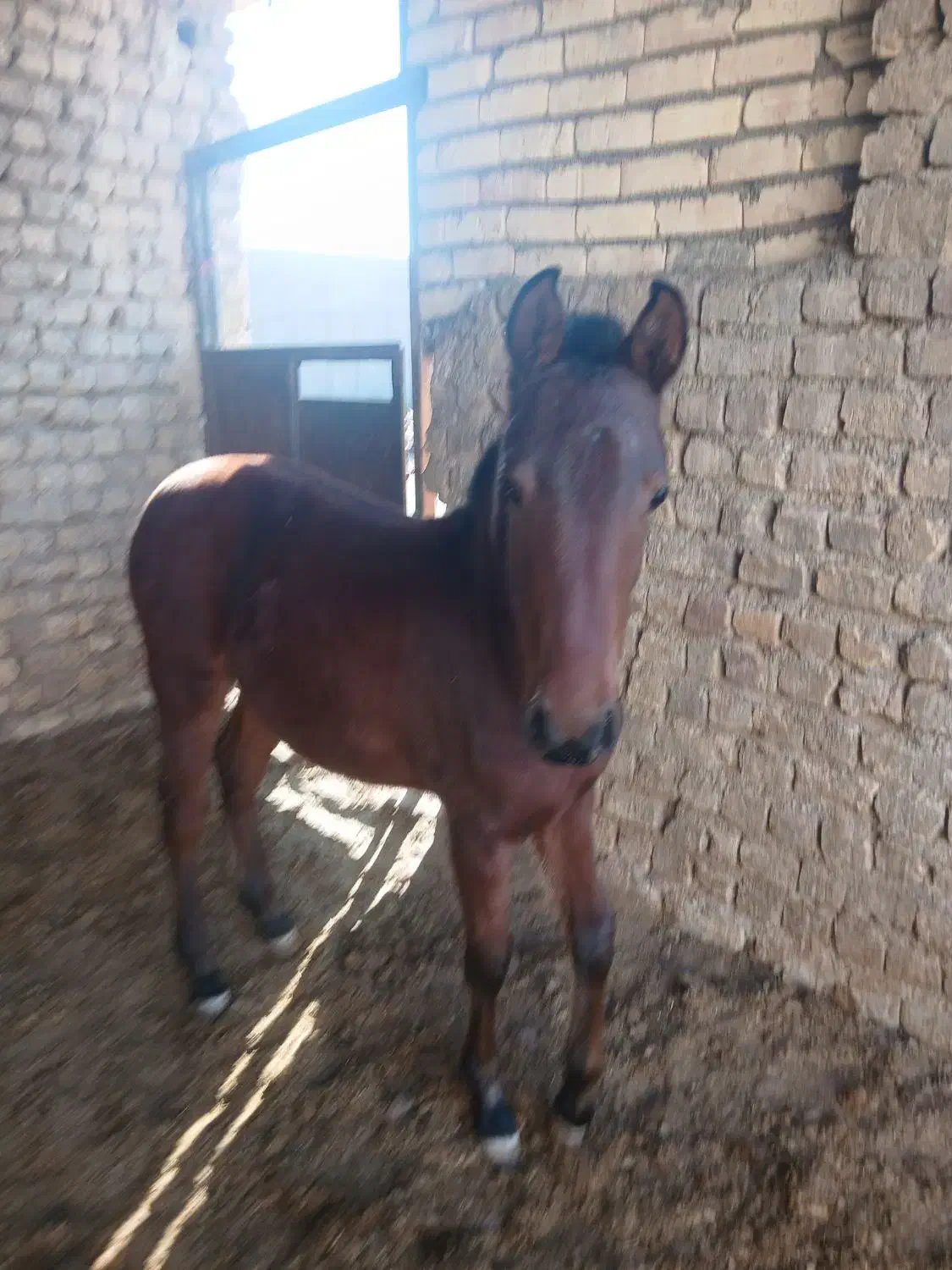 اسب کره ارسلان|اسب و تجهیزات اسب‌سواری|قم, نیروگاه|دیوار