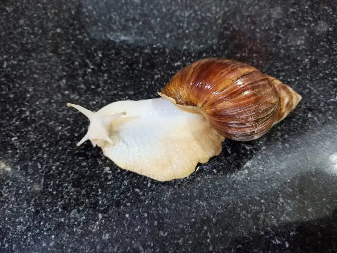 حلزون های خانگی|حیوانات مزرعه|برازجان, |دیوار