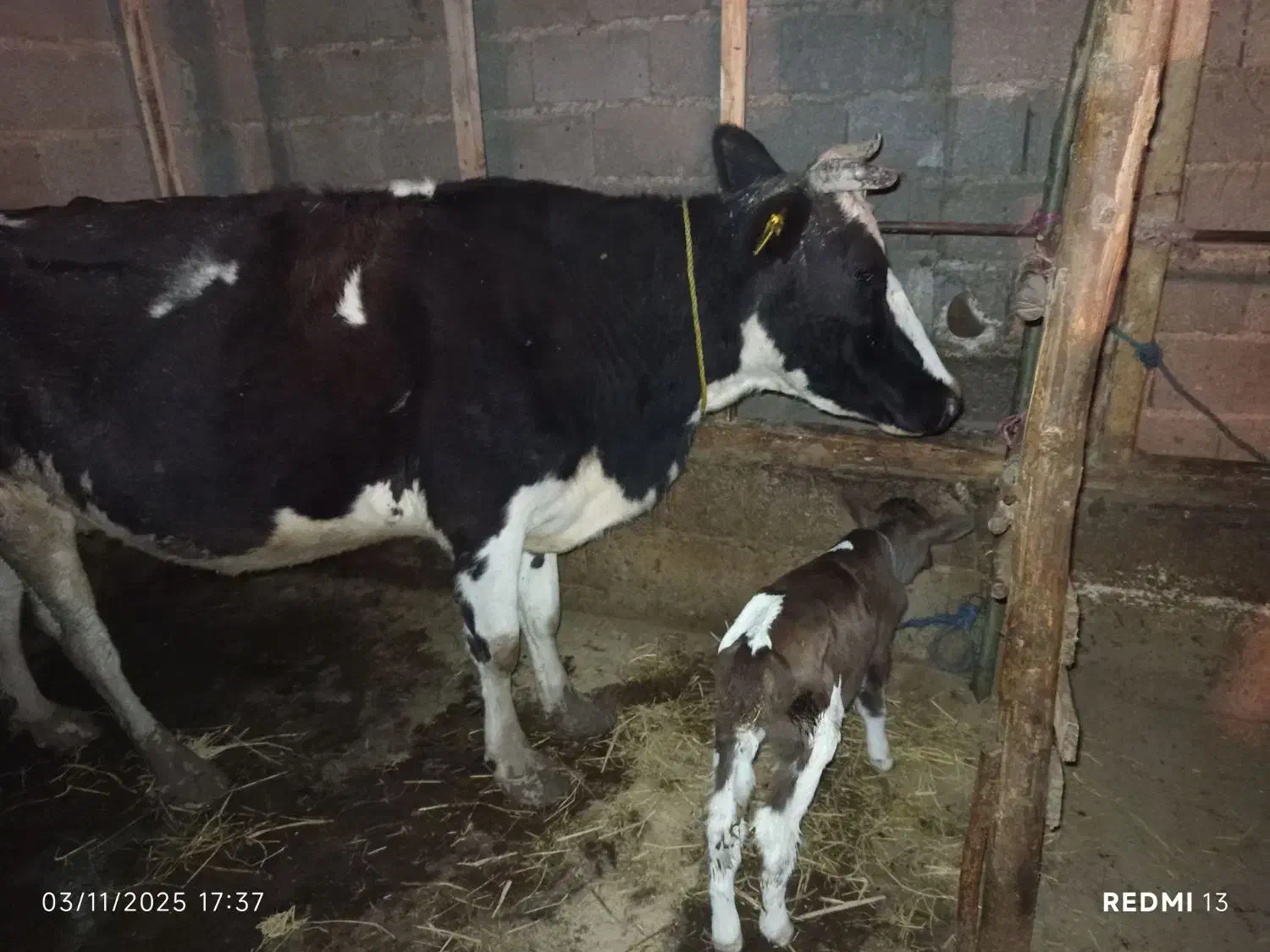 گاو دو رگ با گوساله|حیوانات مزرعه|لاهیجان, لفمجان|دیوار