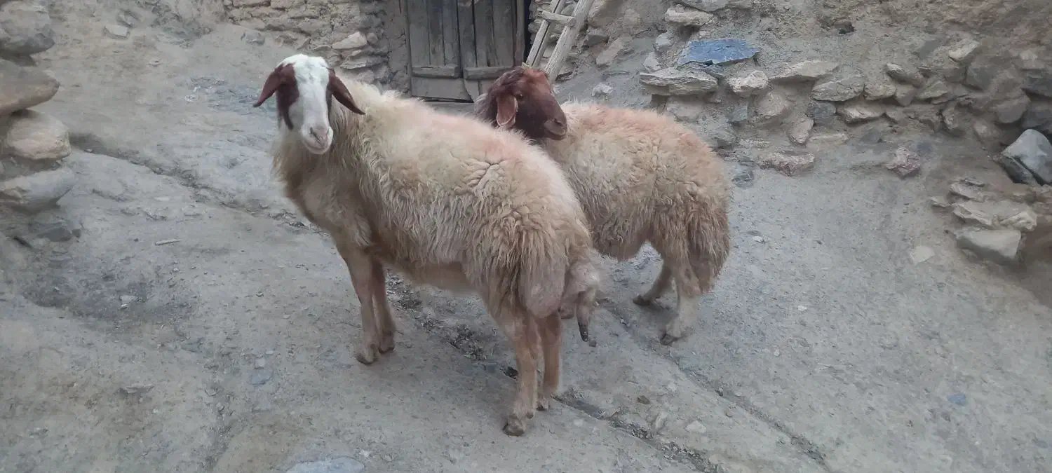 یه جفت قوچ داشی ۲ساله میش رو|حیوانات مزرعه|بوئین و میاندشت, |دیوار