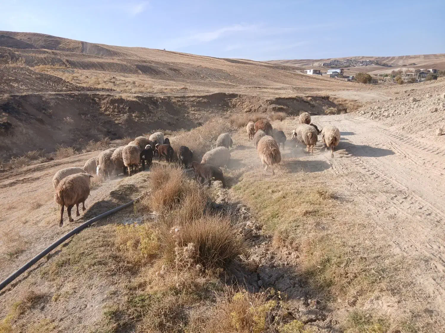 21 عدد میش و بره|حیوانات مزرعه|نورآباد, |دیوار