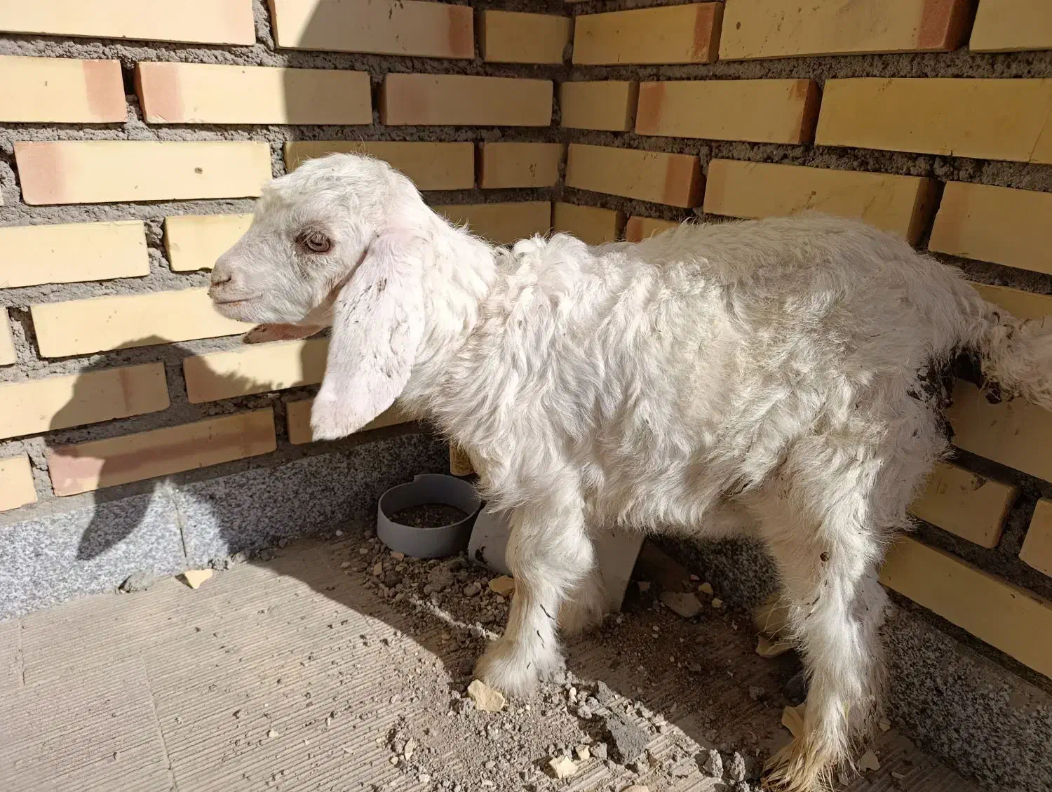 بزغاله|حیوانات مزرعه|بستان آباد, |دیوار