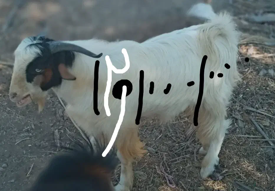 چپشت نر ۱۲تومن|حیوانات مزرعه|کهنوج, |دیوار