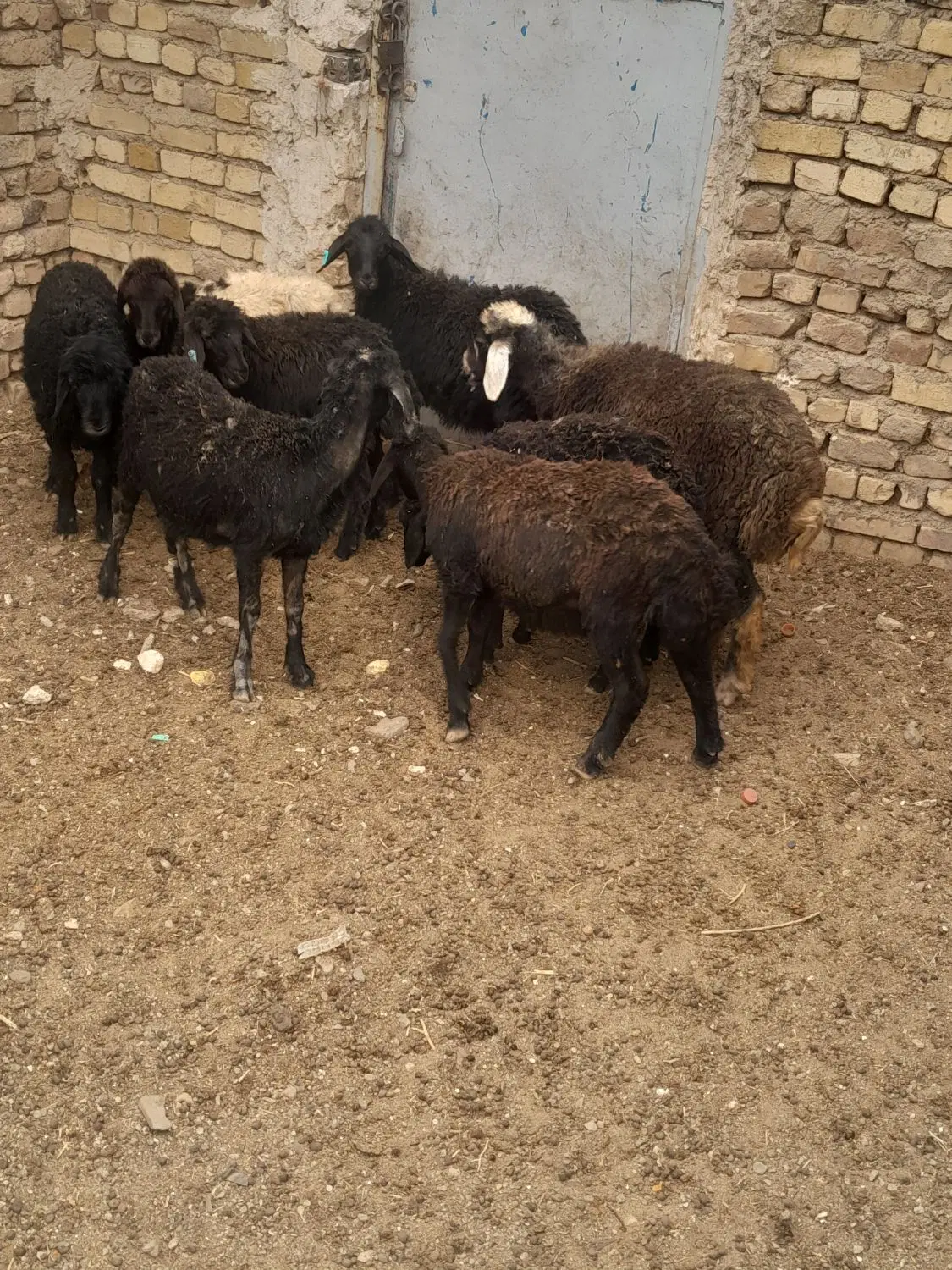 بره|حیوانات مزرعه|زنجان, |دیوار